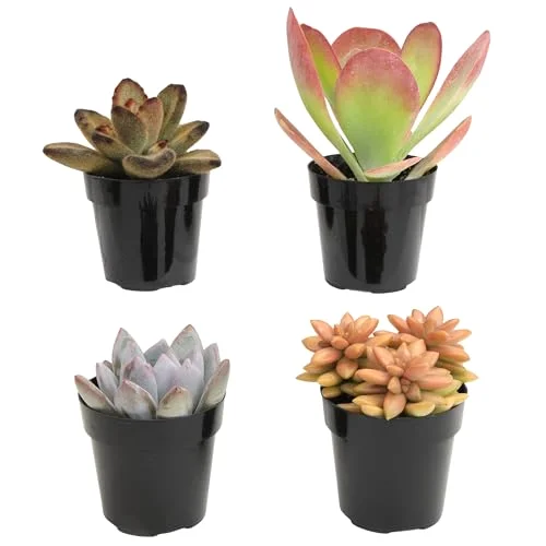 Desert Fire Multicolor Live Succulents 4PK