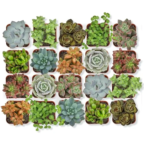 Live Succulent Plants (20 Pack) Potted Succulents