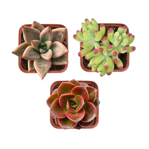 Live Succulents Fully Rooted in 2" Grower