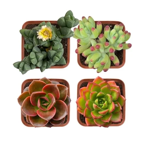 Live Succulents Fully Rooted in 2" Pots