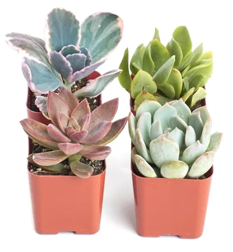 Pastel Succulent Plant Pack Collection