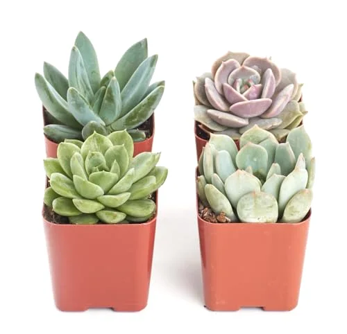 Rosette Succulent Plant Pack Collection