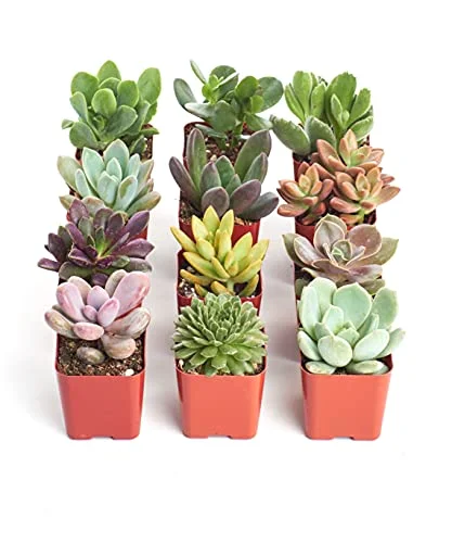 Succulent Plant Pack Collection, 12-pack