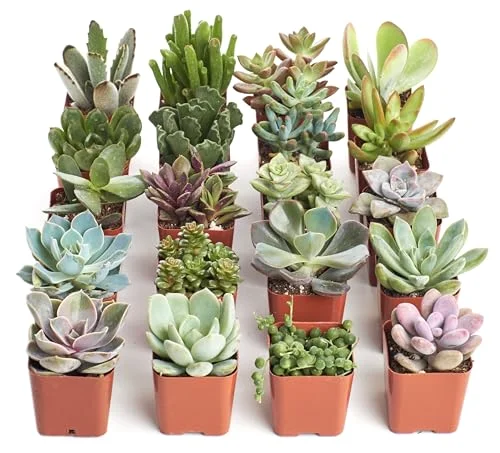 Succulent Plant Pack Collection