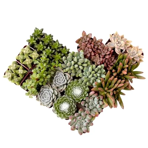 Succulents Plants Live (20PK) Potted Succulent Plants