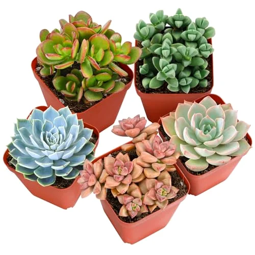 Succulents Potted in 2" Starter Pot